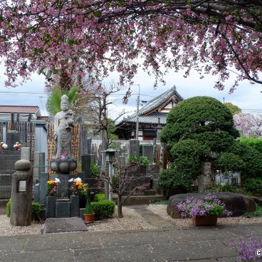 Yanaka Cemetery (Tokyo), Statue of Jibo Kannon and Cherry blossoms at Daigyo-ji temple