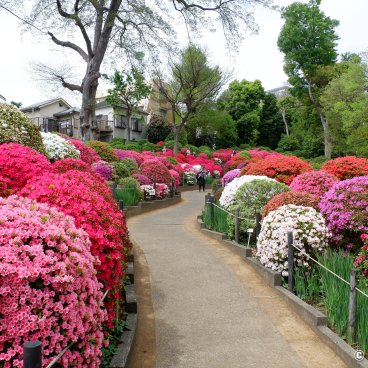 Bunkyo Tsutsuji Matsuri (Tokyo), Azalea garden at Nezu-jinja shrine 2Bunkyo Tsutsuji Matsuri (Tokyo), Azalea garden at Nezu-jinja shrine