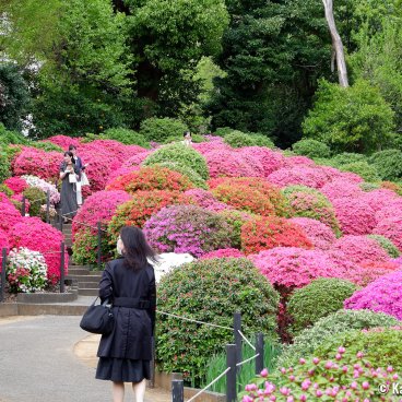 Bunkyo Tsutsuji Matsuri (Tokyo), Azalea garden at Nezu-jinja shrine