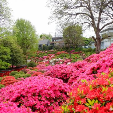 Bunkyo Tsutsuji Matsuri (Tokyo), Blooming azaleas at Nezu-jinja shrine
