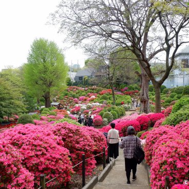 Bunkyo Tsutsuji Matsuri (Tokyo), Azalea garden at Nezu-jinja shrine 3