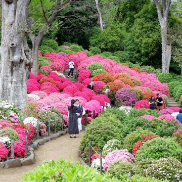Bunkyo Tsutsuji Matsuri (Tokyo), Azalea garden at Nezu-jinja shrine 4
