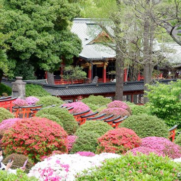 Bunkyo Tsutsuji Matsuri (Tokyo), Blooming azaleas, torii gates and pavilions at Nezu-jinja shrine