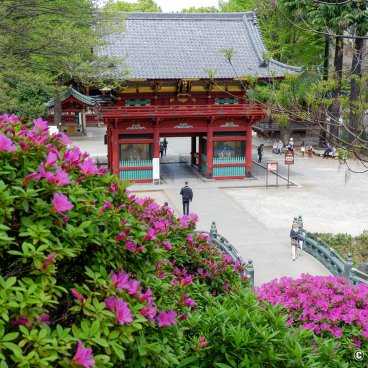Bunkyo Tsutsuji Matsuri (Tokyo), View on Romon Gate from Nezu-jinja's azalea hill