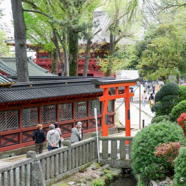 Bunkyo Tsutsuji Matsuri (Tokyo), Blooming azaleas, torii gates and pavilions at Nezu-jinja shrine 2