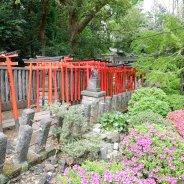 Bunkyo Tsutsuji Matsuri (Tokyo), Blooming azaleas, vermilion torii gates tunnel