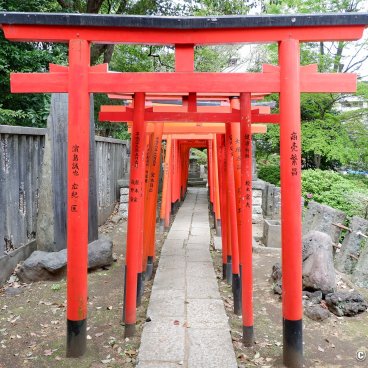 Bunkyo Tsutsuji Matsuri (Tokyo), Vermilion torii gates tunnel at Nezu-jinja shrine