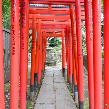 Bunkyo Tsutsuji Matsuri (Tokyo), Vermilion torii gates tunnel at Nezu-jinja shrine 2
