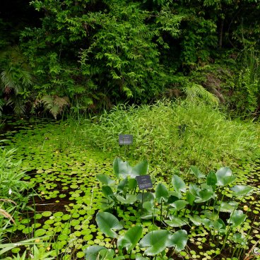 Makino Botanical Garden (Kochi), Aquatic plants