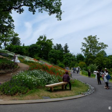 Makino Botanical Garden (Kochi), Newlywed couple posing in the garden's flowered alleys