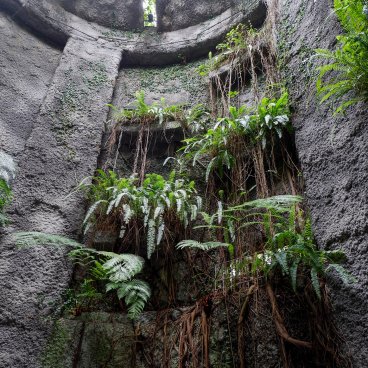 Makino Botanical Garden (Kochi), Ferns at the entrance of the Conservatory