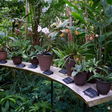 Makino Botanical Garden (Kochi), Orchid collection at the Conservatory