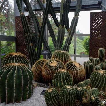 Makino Botanical Garden (Kochi), Cacti collection at the Conservatory