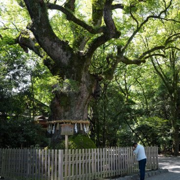 Atsuta-jingu (Nagoya), Great sacred camphor tree