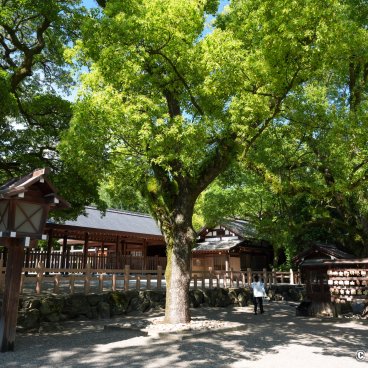 Atsuta-jingu (Nagoya), The shrine's grounds and its vegetation