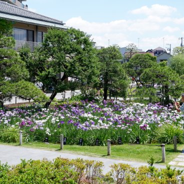  Horikiri Shobu-en (Tokyo), Garden filled with visitors during the iris season in June