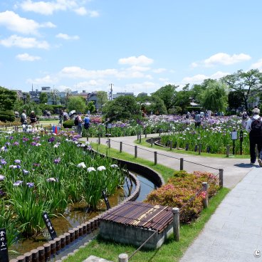  Horikiri Shobu-en (Tokyo), Blooming irises in the garden in June