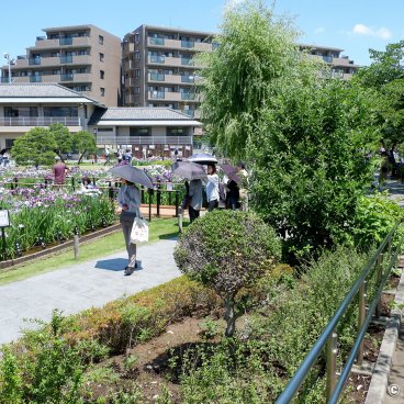  Horikiri Shobu-en (Tokyo), Garden filled with visitors during the iris season in June 2