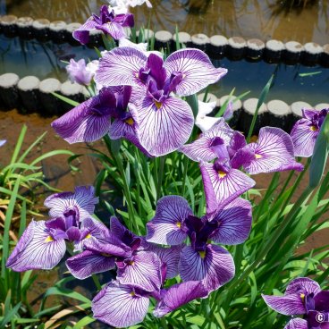  Horikiri Shobu-en (Tokyo), Close-up on the garden's water irises 2