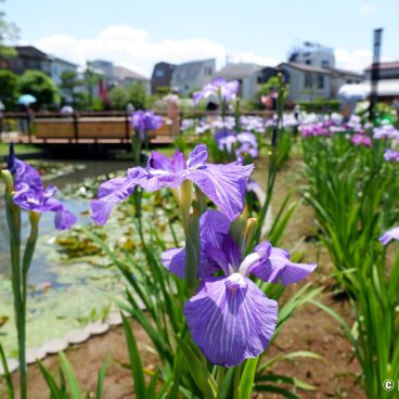  Horikiri Shobu-en (Tokyo), Close-up on the garden's water irises 3