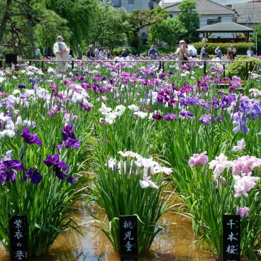 Horikiri Shobu-en (Tokyo), Hanashobu water iris blooming late May to mid-June
