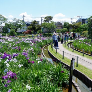 Horikiri Shobu-en - The Aquatic Iris Garden in Katsushika