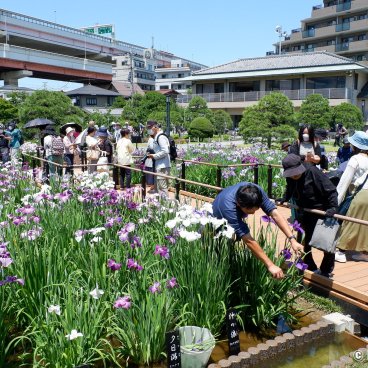  Horikiri Shobu-en (Tokyo), View on the garden and the elevated highway in the background in Katsushika