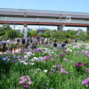  Horikiri Shobu-en (Tokyo), View on the garden and the elevated highway in the background in Katsushika 2