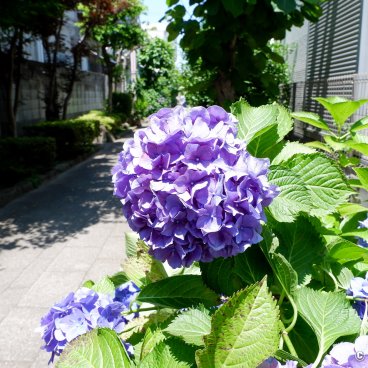  Horikiri Shobu-en (Tokyo), Hydrangea in bloom in the neighborhood