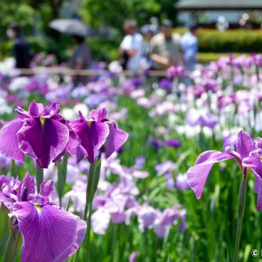  Horikiri Shobu-en (Tokyo), Close-up on the garden's water irises