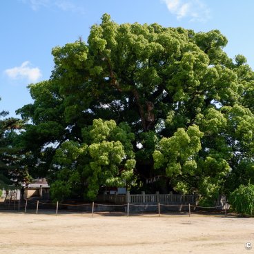 Zentsu-ji (Shikoku), Camphor trees, To-in Garan enclosure