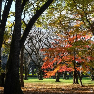 Edo-Tokyo Open-Air Architectural Museum, Red maple trees in Koganei park in autumn