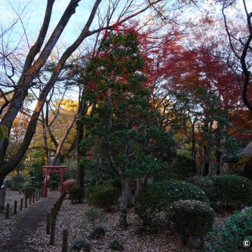 Edo-Tokyo Open-Air Architectural Museum, Forest path with torii gate and Tenmyo farmhouse
