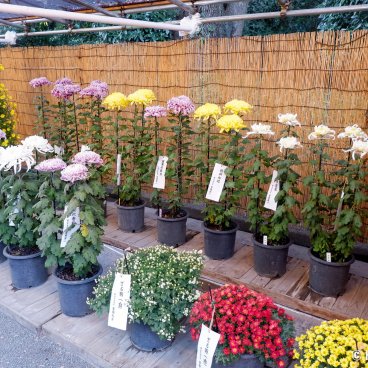 Meiji-jingu (Tokyo), Chrysanthemum exhibition for Kiku Matsuri 2