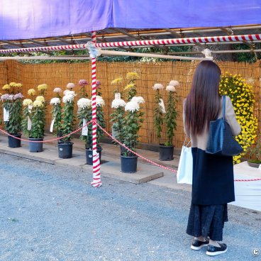 Meiji-jingu (Tokyo), Chrysanthemum exhibition for Kiku Matsuri