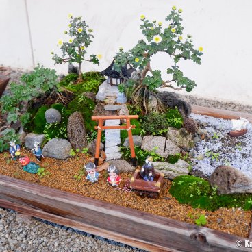 Meiji-jingu (Tokyo), Chrysanthemum bonsai exhibition for Kiku Matsuri