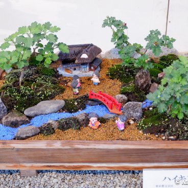 Meiji-jingu (Tokyo), Chrysanthemum bonsai exhibition for Kiku Matsuri 3