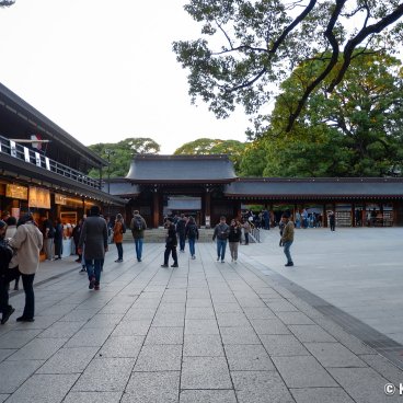 Meiji-jingu (Tokyo), The shrine's grounds during Kiku Matsuri