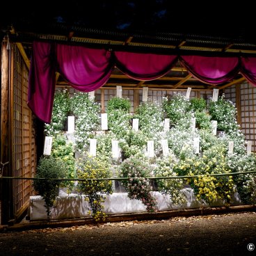 Rikugi-en (Tokyo), Chrysanthemum exhibition during the garden's fall light-up