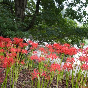 Kinchakuda Manjushage Park (Saitama), Higanbana flower field near the Koma-gawa river