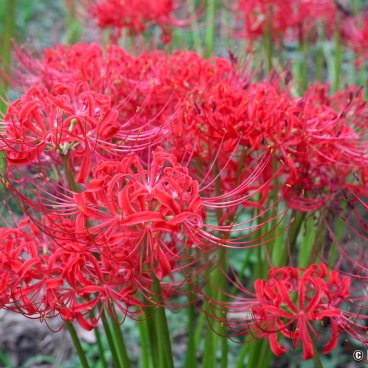 Kinchakuda Manjushage (Saitama), Higanbana at their flowering peak