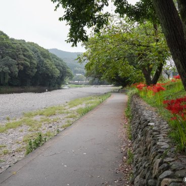 Kinchakuda Manjushage (Saitama), Higanbana flower field near the Koma-gawa River 2