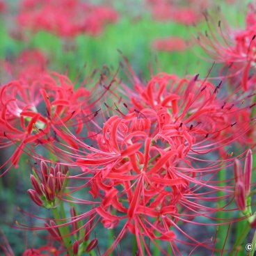 Kinchakuda Manjushage (Saitama), Red spider lilies blooming in late September