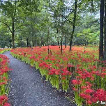 Kinchakuda Manjushage - The Great Lycoris Radiata Park in