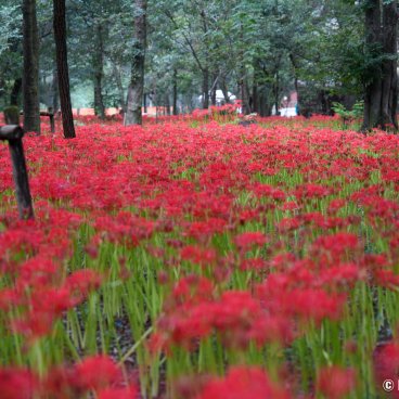 Kinchakuda Manjushage (Saitama), Thousands of Higanbana blooming in late September