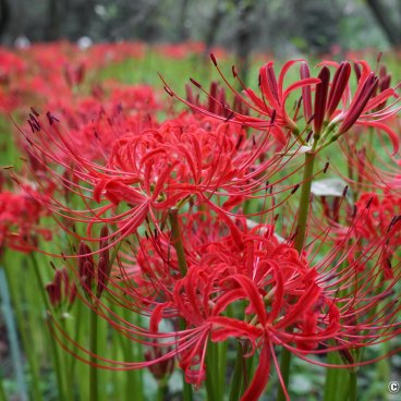 Kinchakuda Manjushage (Saitama), Close-up on red spider lilies buds and flowers