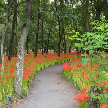 Kinchakuda Majushage Park in Saitama during the Higanbana flowers' blooming season in September