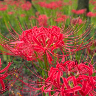 Kinchakuda Manjushage Park (Saitama), Close-up on Higanbana flowers