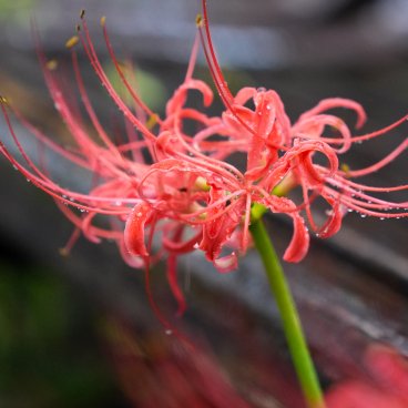 Kinchakuda Manjushage (Saitama), Close-up on a Higanbana flower under the rain