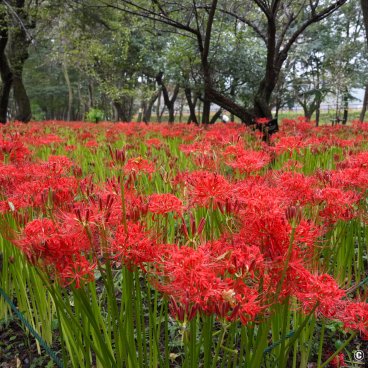 Kinchakuda Manjushage (Saitama), Higanbana flower field near the Koma-gawa River 3